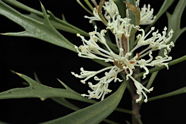 APII jpeg image of Hakea horrida  © contact APII