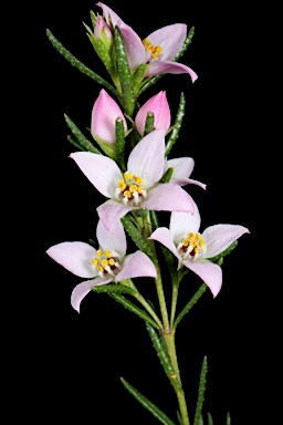 APII jpeg image of Boronia deanei subsp. acutifolia  © contact APII