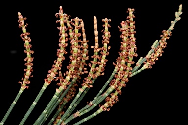 APII jpeg image of Allocasuarina zephyrea  © contact APII