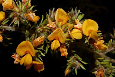 APII jpeg image of Pultenaea villosa  © contact APII