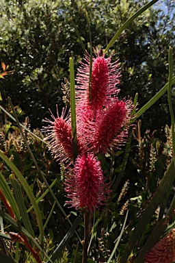 APII jpeg image of Hakea grammatophylla 'Ninbella Brilliance'  © contact APII