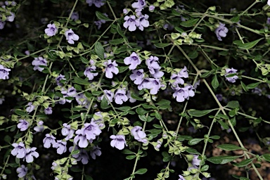 APII jpeg image of Prostanthera violacea  © contact APII