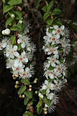 APII jpeg image of Hypocalymma cordifolium  © contact APII