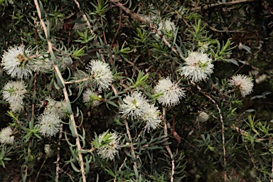 APII jpeg image of Melaleuca incana  © contact APII