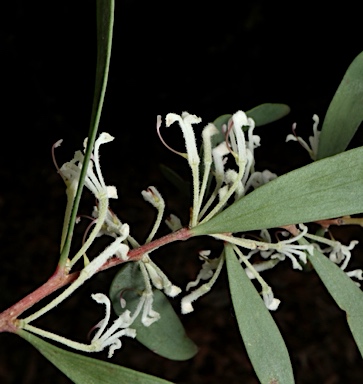 APII jpeg image of Hakea lasianthoides  © contact APII