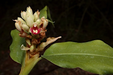 APII jpeg image of Alpinia hylandii  © contact APII