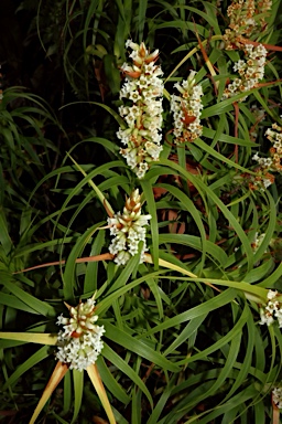 APII jpeg image of Dracophyllum oceanicum  © contact APII