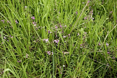 APII jpeg image of Glycine microphylla  © contact APII