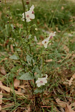APII jpeg image of Verbascum blattaria  © contact APII