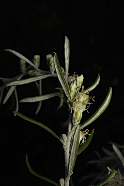 APII jpeg image of Olearia axillaris  © contact APII