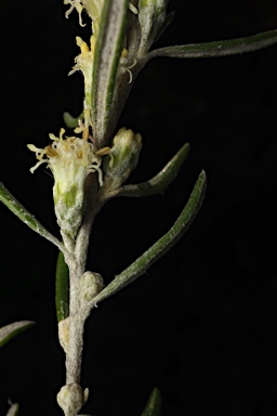 APII jpeg image of Olearia axillaris  © contact APII