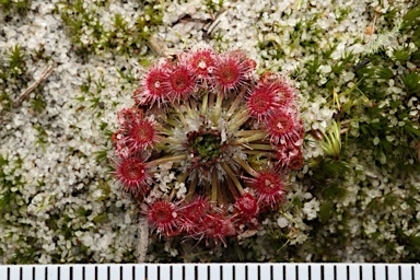 APII jpeg image of Drosera spatulata  © contact APII