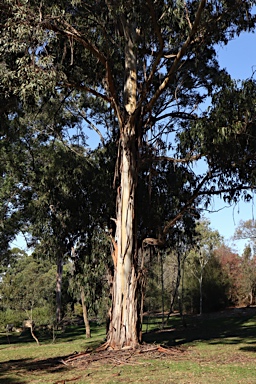 APII jpeg image of Eucalyptus cypellocarpa  © contact APII