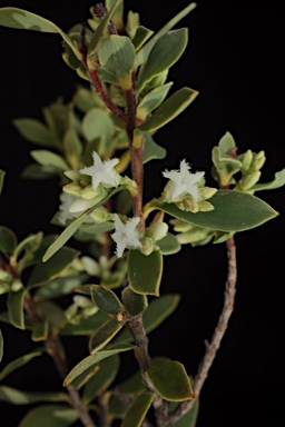 APII jpeg image of Styphelia mutica  © contact APII