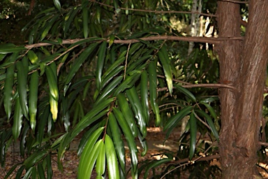 APII jpeg image of Podocarpus dispermus  © contact APII