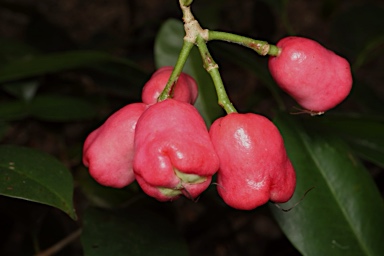 APII jpeg image of Syzygium alliiligneum  © contact APII