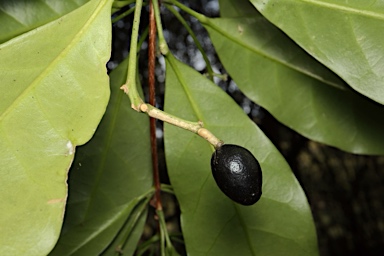 APII jpeg image of Pitaviaster haplophylla  © contact APII