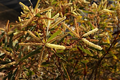 APII jpeg image of Acacia leiocalyx subsp. leiocalyx  © contact APII