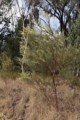 APII jpeg image of Acacia calamifolia  © contact APII