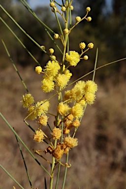 APII jpeg image of Acacia calamifolia  © contact APII