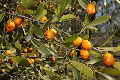 APII jpeg image of Elaeodendron australe var. integrifolium  © contact APII