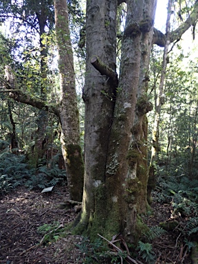 APII jpeg image of Atherosperma moschatum  © contact APII