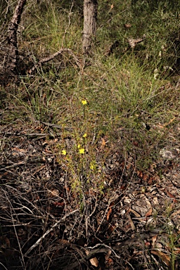 APII jpeg image of Hibbertia monogyna  © contact APII