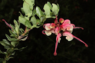 APII jpeg image of Grevillea baueri subsp. asperula  © contact APII