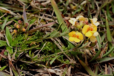 APII jpeg image of Chorizema parviflorum  © contact APII