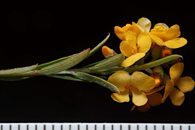 APII jpeg image of Chorizema parviflorum  © contact APII