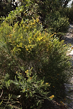 APII jpeg image of Aotus ericoides  © contact APII