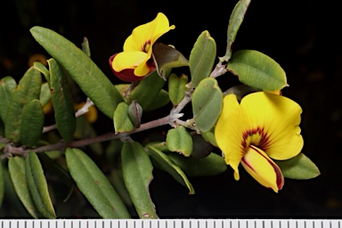 APII jpeg image of Bossiaea kiamensis  © contact APII
