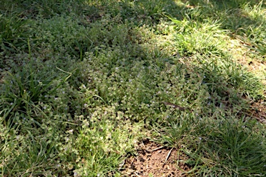 APII jpeg image of Veronica hederifolia  © contact APII