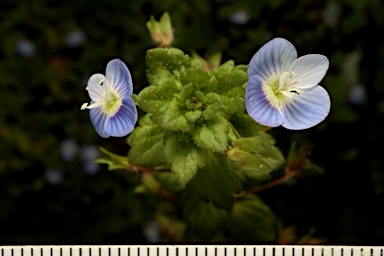 APII jpeg image of Veronica persica  © contact APII