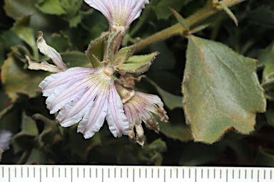 APII jpeg image of Scaevola parvibarbata  © contact APII