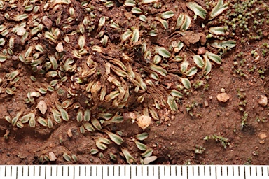 APII jpeg image of Riccia  © contact APII