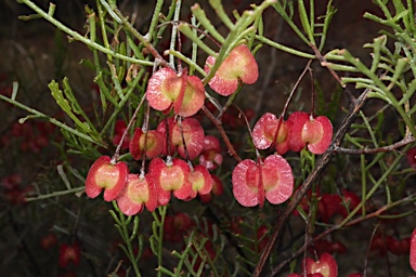 APII jpeg image of Dodonaea sinuolata subsp. acrodentata  © contact APII