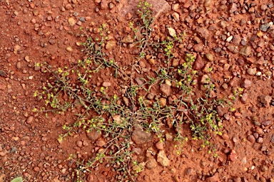 APII jpeg image of Cuphonotus andraeanus  © contact APII