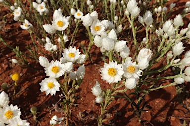 APII jpeg image of Rhodanthe floribunda  © contact APII
