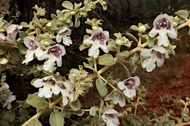 APII jpeg image of Prostanthera suborbicularis  © contact APII