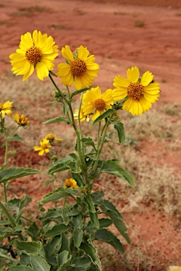 APII jpeg image of Verbesina encelioides  © contact APII
