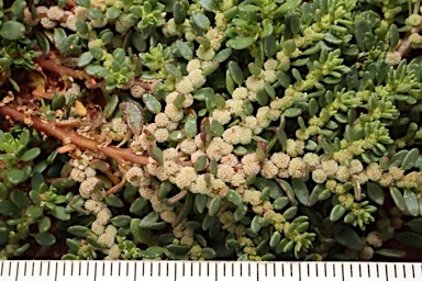 APII jpeg image of Disphyma littoralis  © contact APII