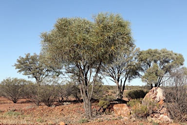 APII jpeg image of Acacia petraea  © contact APII