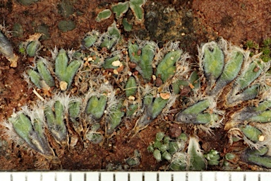 APII jpeg image of Riccia areolata  © contact APII