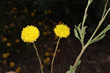 APII jpeg image of Leiocarpa brevicompta  © contact APII