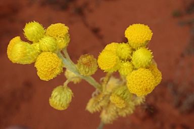 APII jpeg image of Chrysocephalum apiculatum subsp. racemosum  © contact APII