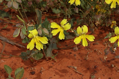 APII jpeg image of Velleia glabrata  © contact APII