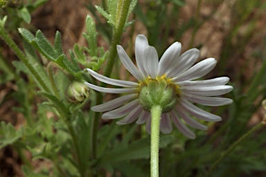 APII jpeg image of Brachyscome tetrapterocarpa  © contact APII