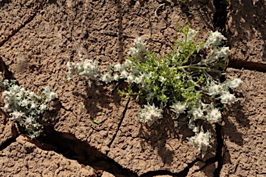 APII jpeg image of Gnaphalium diamantinense  © contact APII