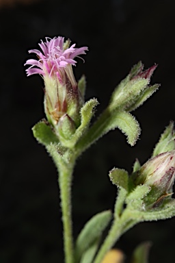 APII jpeg image of Streptoglossa adscendens  © contact APII